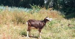 Venta de Terreno Agrícola en Cocachara a 20 Minutos de Chosica