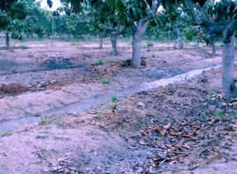 venta de terreno en huaral 10057 m2 ideal para cultivo y casa huerta