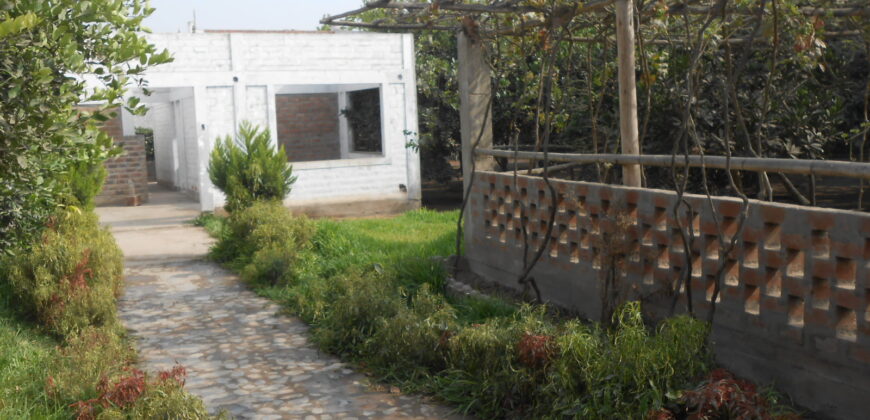 CASA HUERTA EN PACHACAMAC