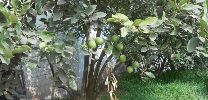 CASA HUERTA EN PACHACAMAC