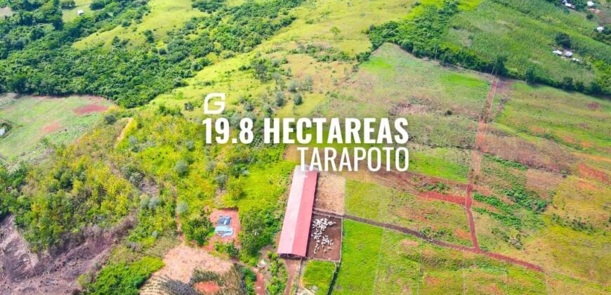 VENDO 19.8 HECTÁREAS EN TARAPOTO